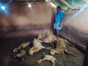 Tiptur: ಶಿವರ ಗ್ರಾಮದಲ್ಲಿ ಚಿರತೆ ದಾಳಿಗೆ ಹತ್ತಕ್ಕೂ ಹೆಚ್ಚು ಕುರಿ ಬಲಿ