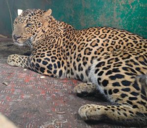 Gubbi: Leopard that had been disturbing the sleep of the people of Haradagere village has been captured!