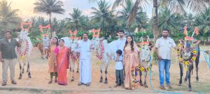 Turuvekere: Former MLA Masala Jayaram's farm house is bustling with cows for the Sankranti festival.