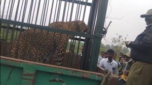 Tiptur- Villagers sigh as leopard falls into trap