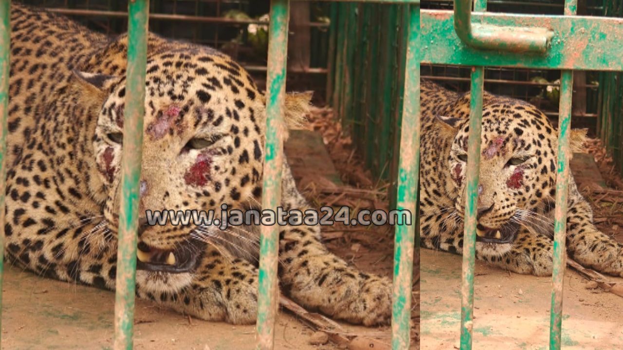 Turuvekere- Leopard Captured- A female leopard was trapped in a trap in Chimmanahalli.