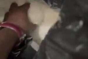 image editor output image 1875143338 17111714197976883191390986712231