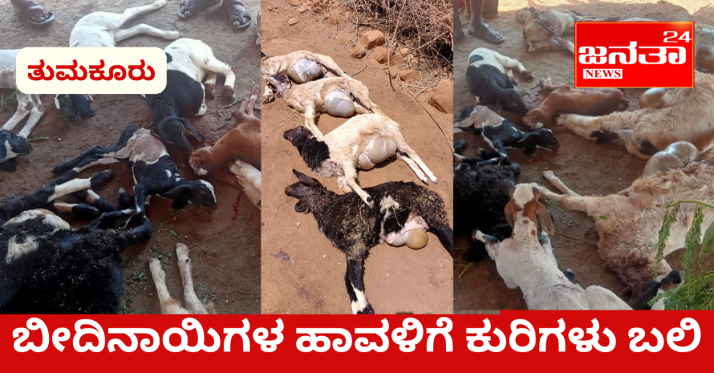 25 sheep died after being bitten by stray dogs